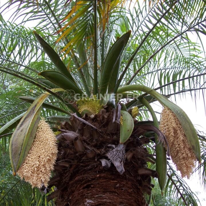 Dwarf date palm, Mekong date, Phoenix Roebelenii image